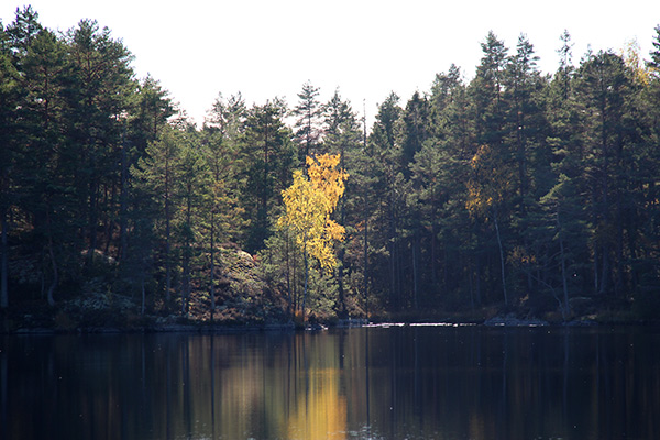 skogstjärn