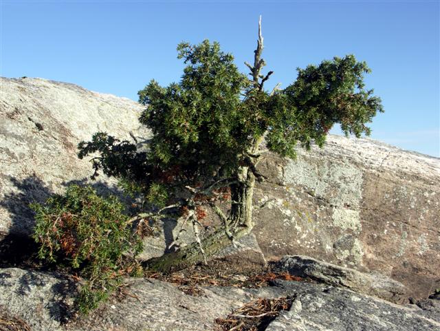 Värmeln, naturlig bonsai
