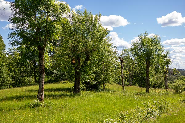 Hmlade träd